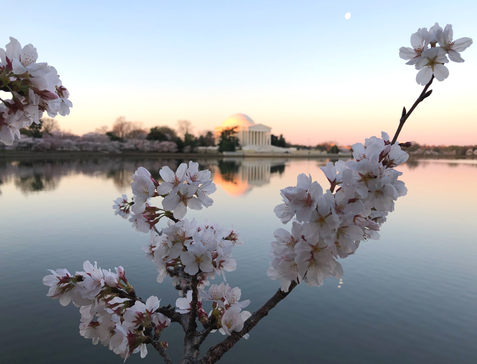 2021 National Cherry Blossom Festival Mobility Guide