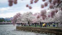 Boule de bain cherry blossom - American Dream Market