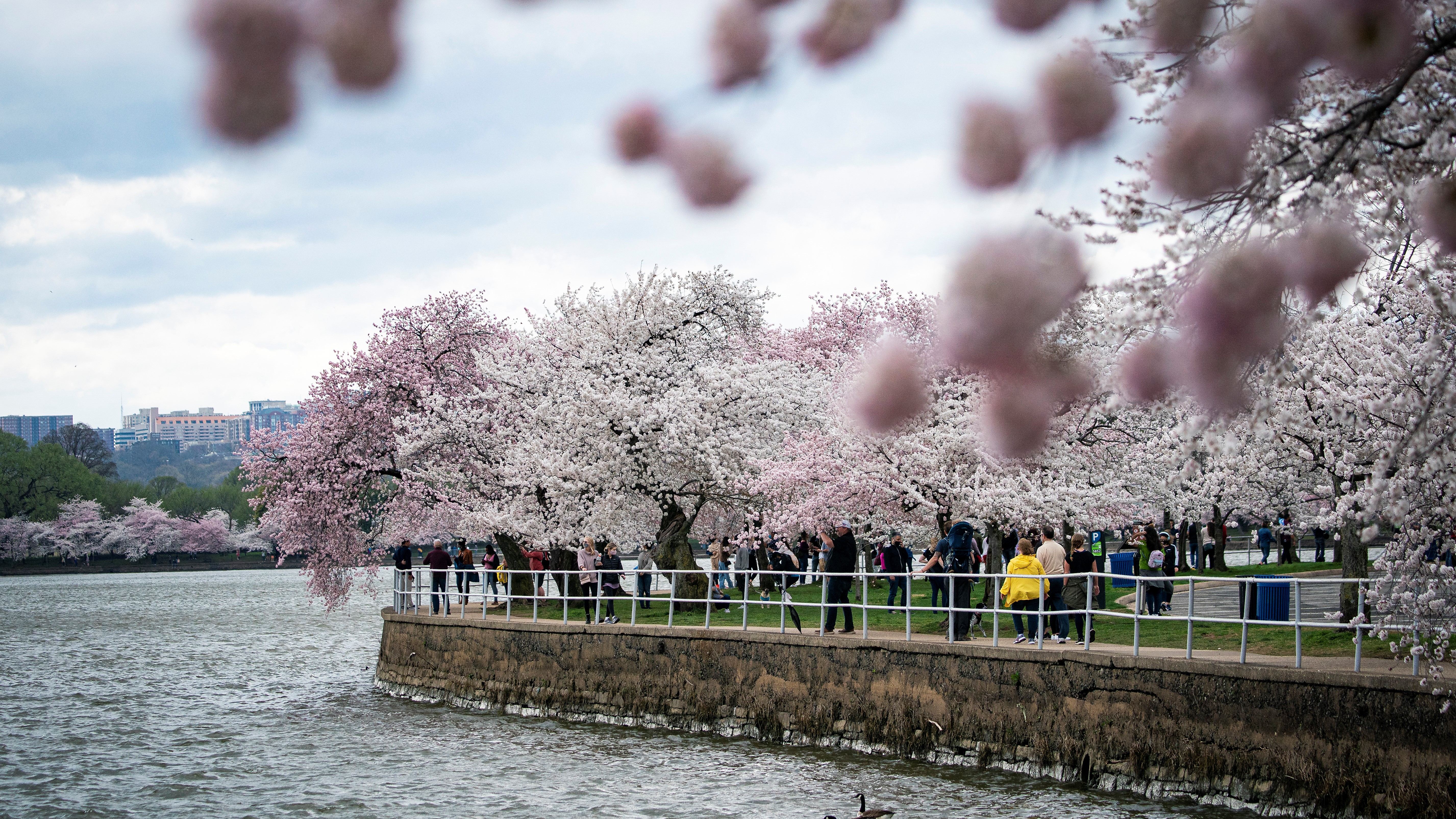 How climate change could harm Washington, D.C.'s cherry blossoms