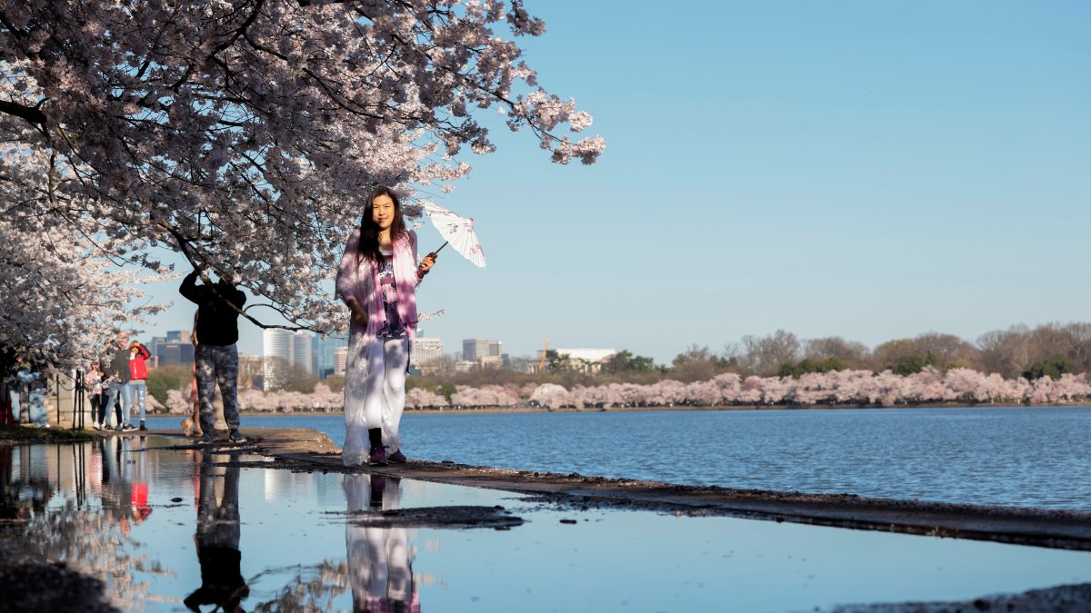 Things to Do in the DC Area This Weekend: Blossom Kite Festival – NBC4 Washington - Vimarsana News
