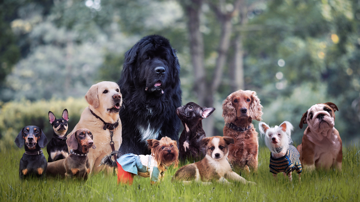 Most Popular Dog Breeds of 2021 – NBC4 Washington
