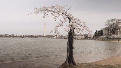 Cherry blossom time in Washington D.C. reveals a warming planet