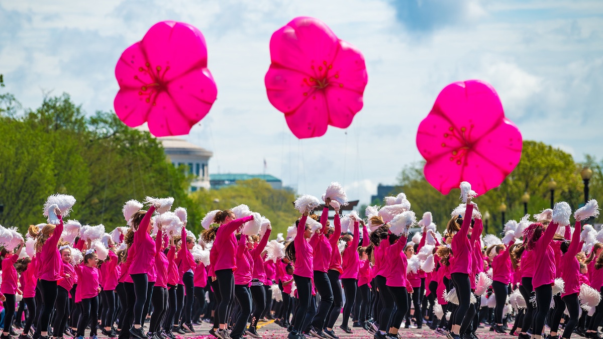 DC’s National Cherry Blossom Festival 2022: Key Event Dates – NBC4 ...