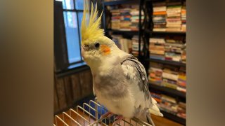 A cockatiel stands on a cage