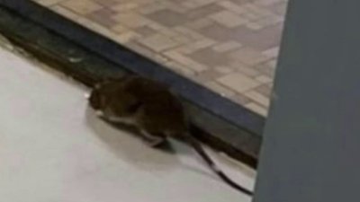 Rats Reported Inside DC High School