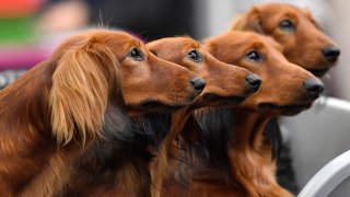 FILE - Dachshund dogs wait in a box before competition at a dog show in Dortmund, Germany, on Oct. 13, 2017.