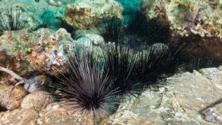 Longspined Sea Urchins