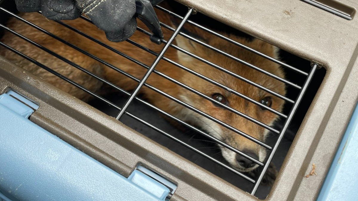 Fox Euthanized After Biting Congressman, Others Near US Capitol – NBC4 Washington - Vimarsana News