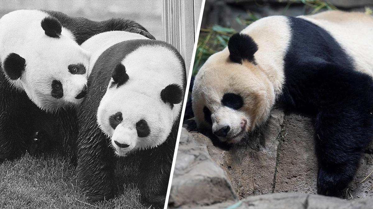 Pandas could be gone from U.S. zoos by the end of 2024 - Los