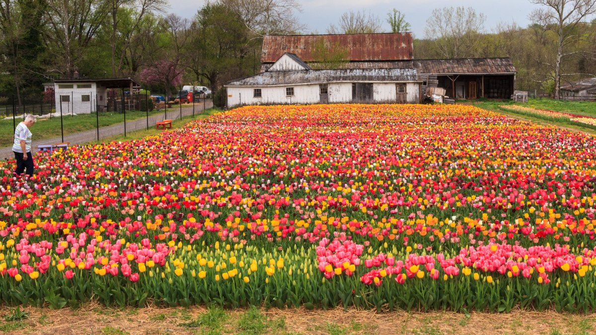 Virginia Tulip Festival Set to Bloom in April 2023 – NBC4 Washington