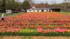 Virginia Tulip Festival Set to Bloom in April