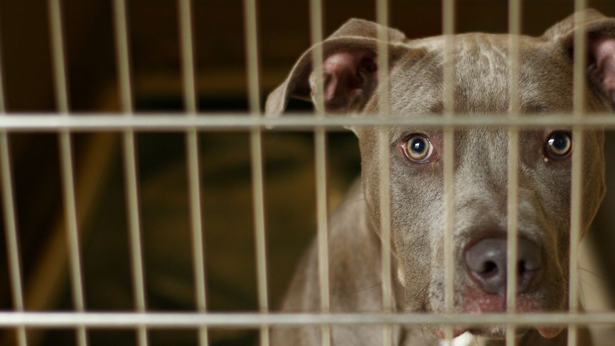 Virginia Man Sentenced 3 Multistate