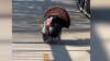 Angry Bird: Wild Turkey Attacks People on DC Trail