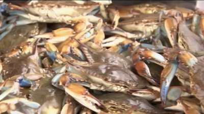 Blue Crab Population in Chesapeake Bay Hits 33-Year Low, Survey Says