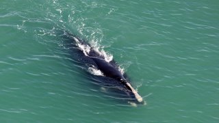 North Atlantic Right Whale