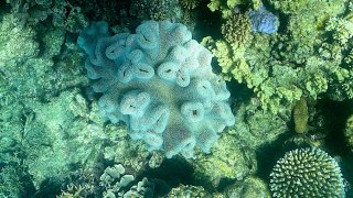 Great Barrier Reef coral bleaching