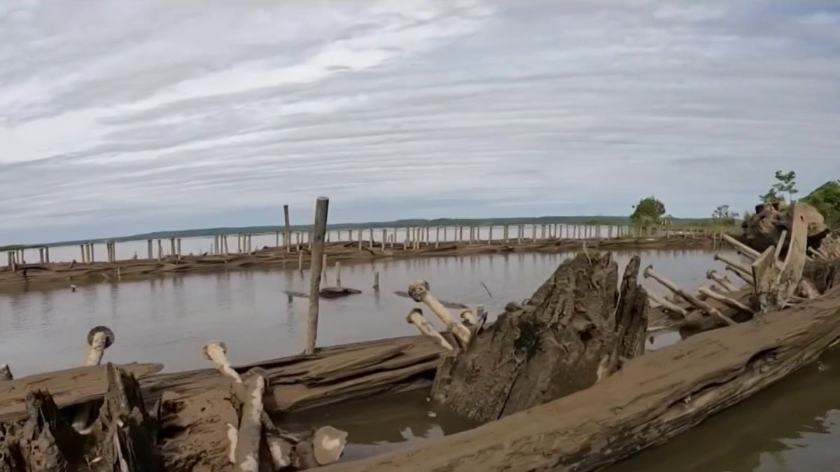 Maryland Bay Where WWI Ships Were Salvaged Becomes Vibrant Nature Preserve – NBC4 Washington