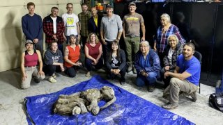 Mummified baby woolly mammoth