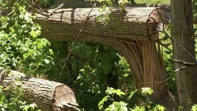 Beavers Blamed for Property Damage in Prince George's County