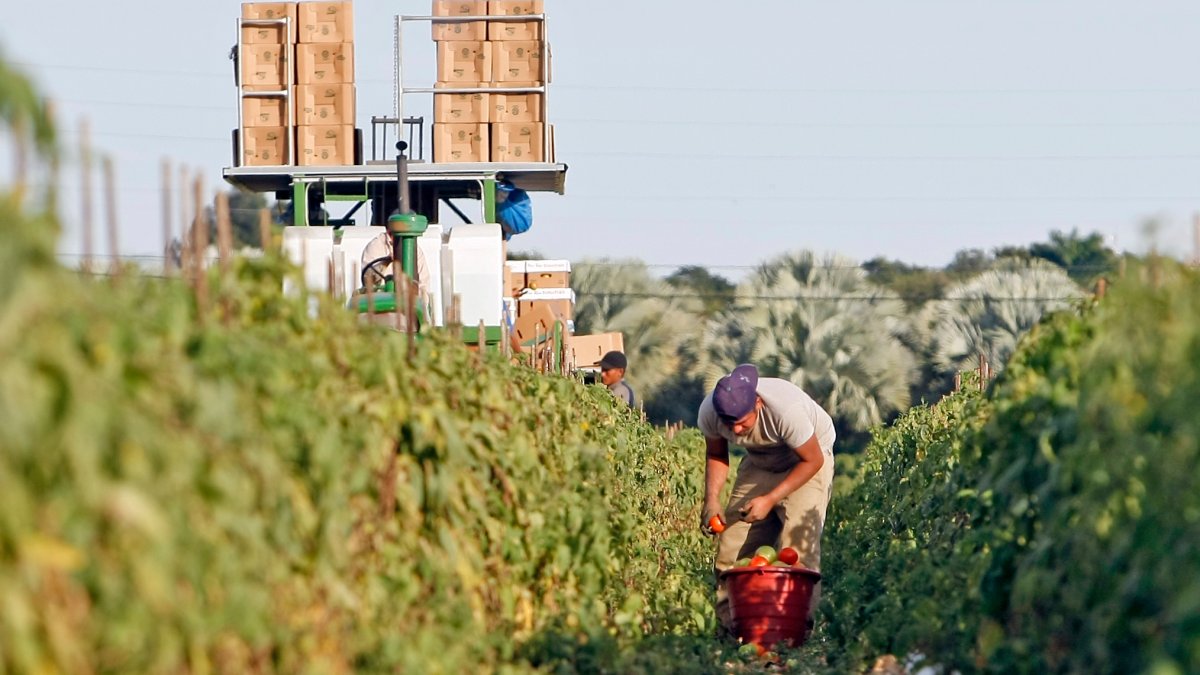 Florida Farmworkers Fight for Protections as Temperatures Rise – NBC4 Washington - Vimarsana News
