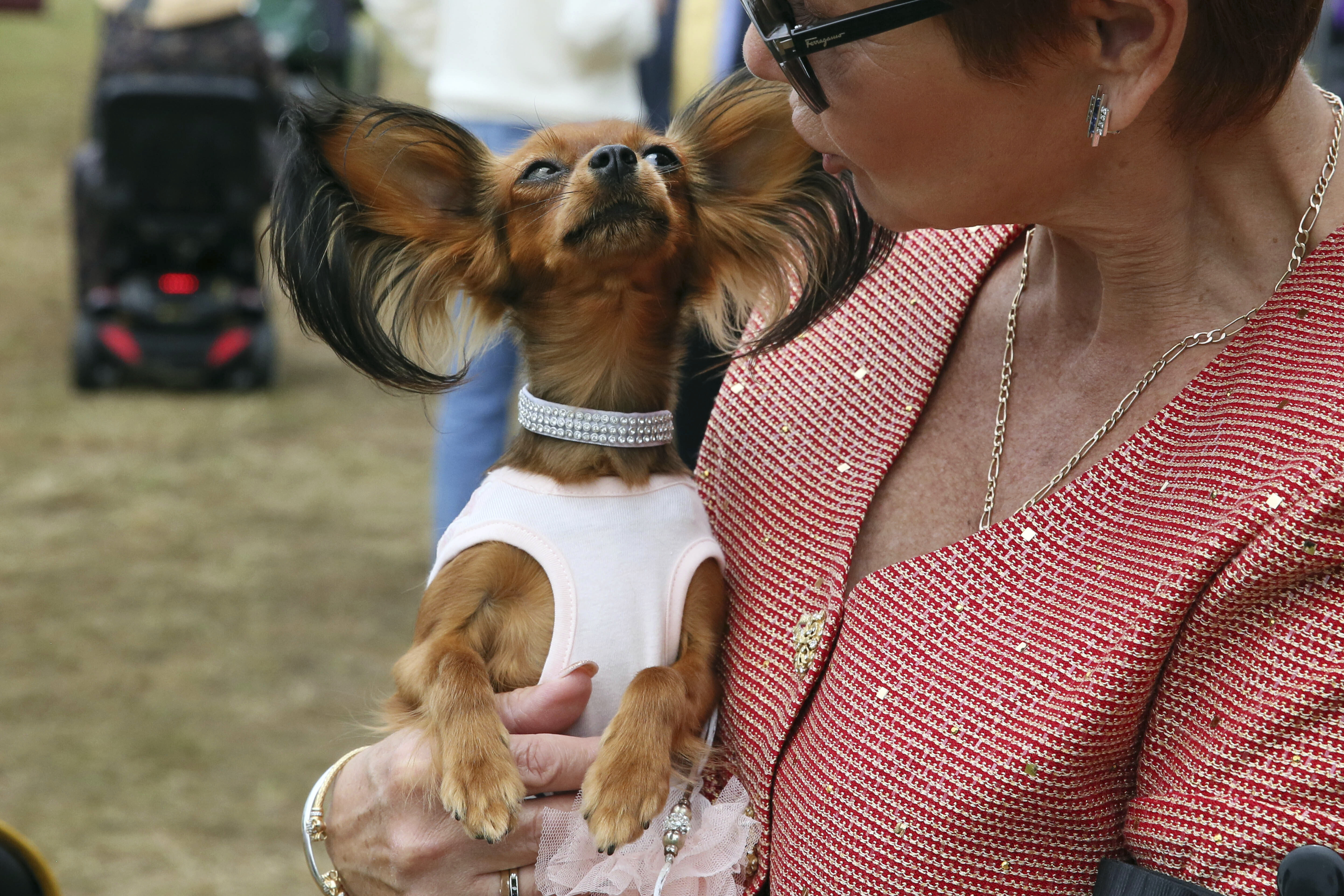 Westminster Dog Show Gets 4 Finalists, and One Has NFL Ties - Vimarsana News