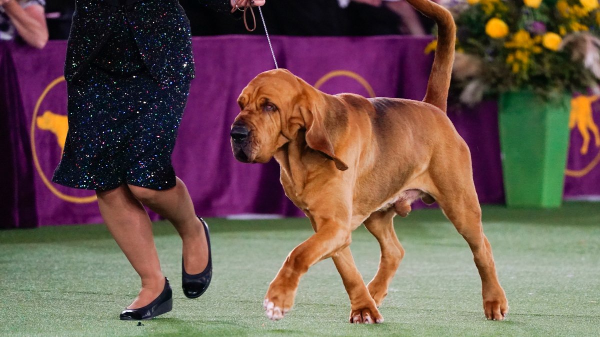 Westminster Kennel Club Dog Show 2022 Trumpet Is 1st Bloodhound to Win