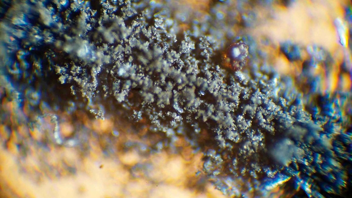 NASA Demands Moon Dust, Cockroach Carcasses Be Returned – NBC4 Washington - Vimarsana News