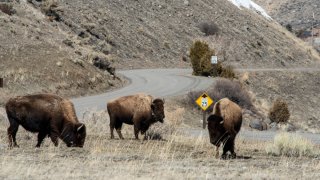 Bison graze by the deserted north entrance road into Yellowstone
