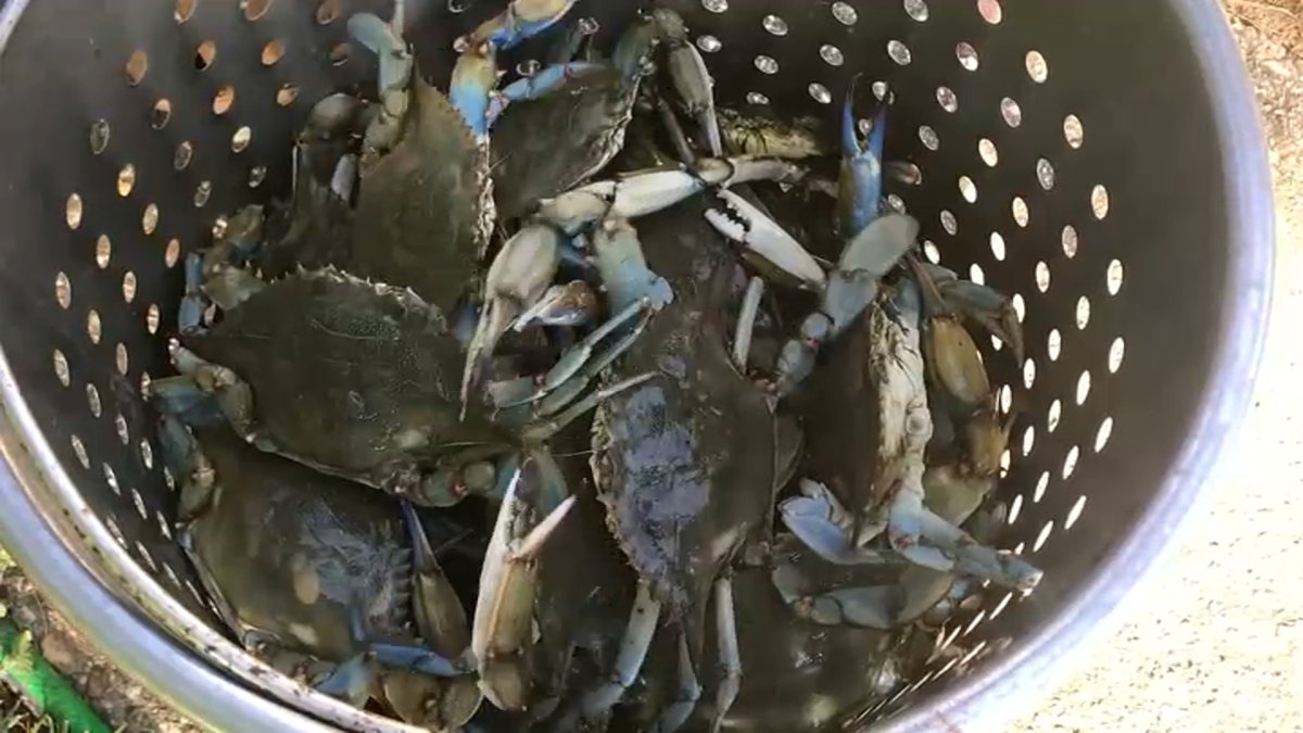 Maryland Limits Crabbing Due to Low Population NBC4 Washington