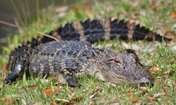 One Dead in Myrtle Beach Area After Alligator Attack – NBC4 Washington - Vimarsana News