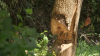 Beaver Infestation Damaging Property in Upper Marlboro Neighborhood