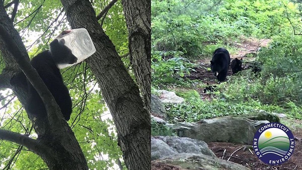 Bear Cub Rescued After Getting Head Stuck in Plastic Jug – NBC4 Washington - Vimarsana News