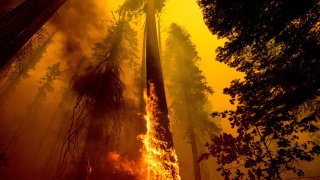 Sequoia trees