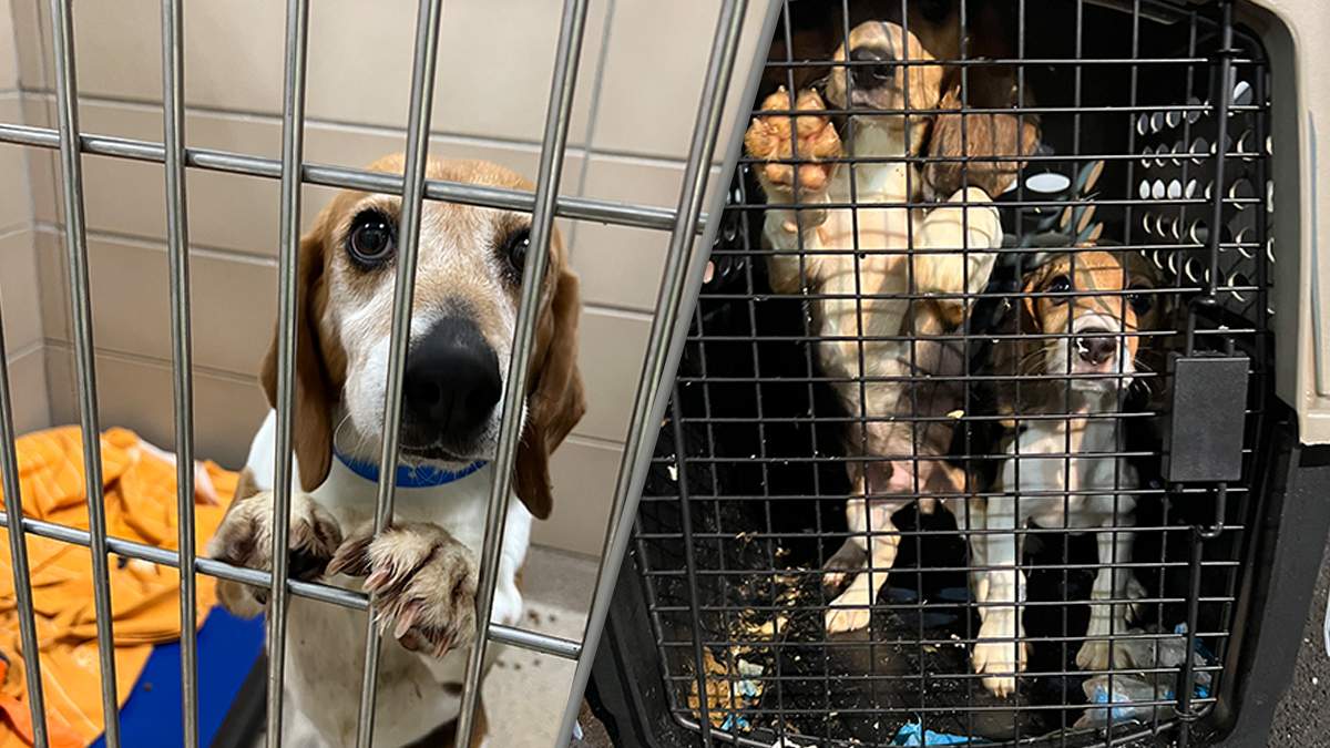 4K Beagles Rescued From Envigo in Virginia Need New Homes – NBC4 Washington