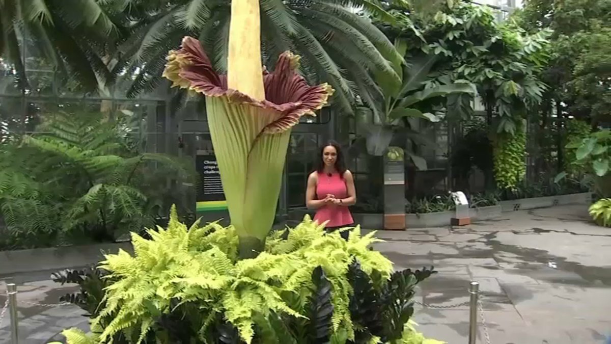 2nd Corpse Flower Blooms at US Botanic Garden NBC4 Washington