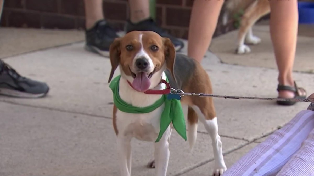 Adoption Event in Alexandria Included Rescued Beagles NBC4 Washington