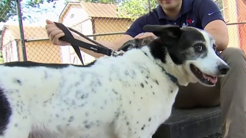 Max Scherzer and Wife Erica Paying Large Dog Adoption Fees at HRA