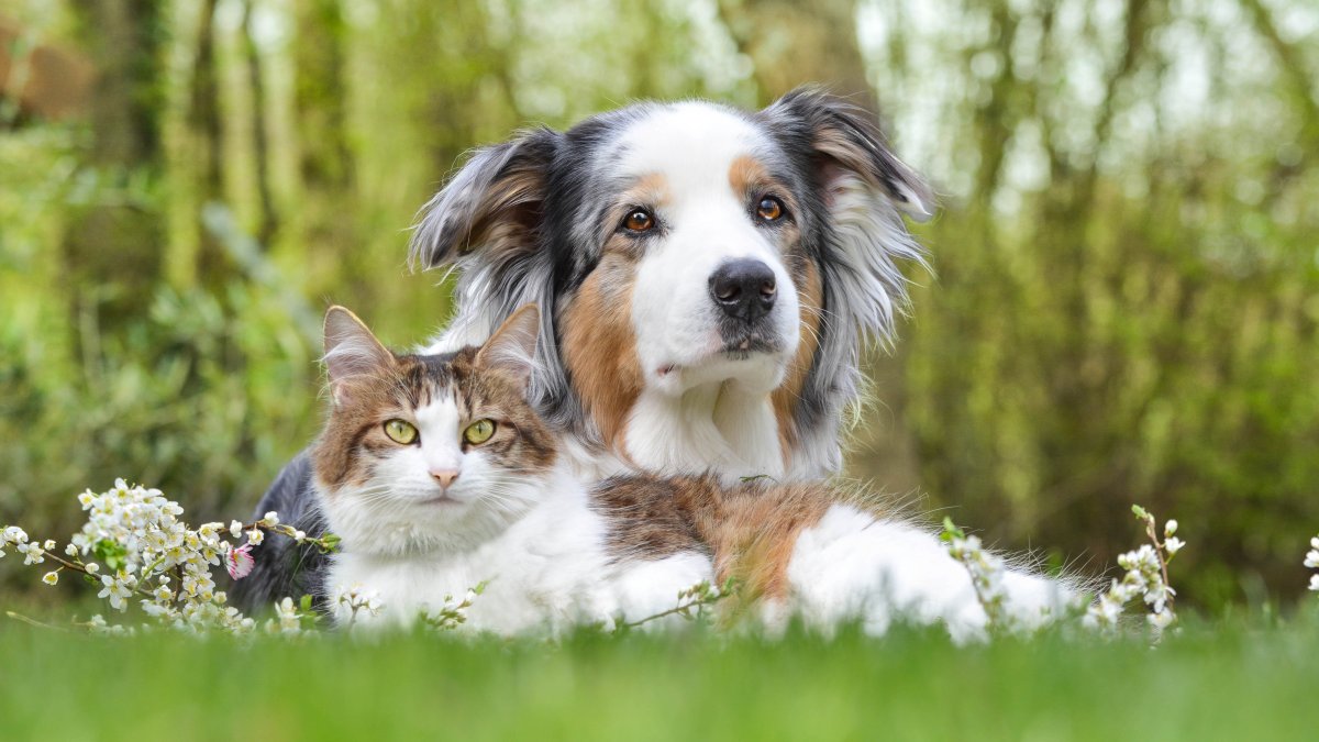 Clear The Shelters Using the WeRescue App – NBC4 Washington - Vimarsana News