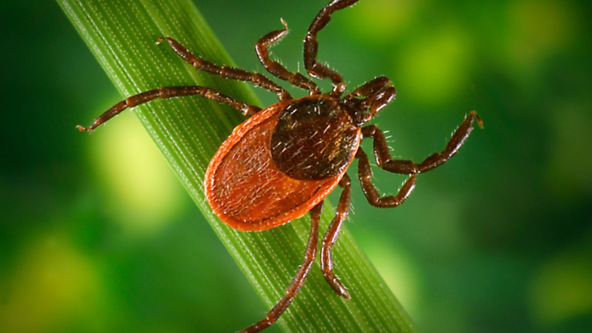 Major Test of Possible Lyme Vaccine Underway – NBC4 Washington - Vimarsana News