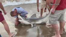 Fishermen remove hooks from mouth of shark in WA
