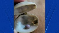 Delaware Diner Discovers Rare Purple Pearl Inside His Clam