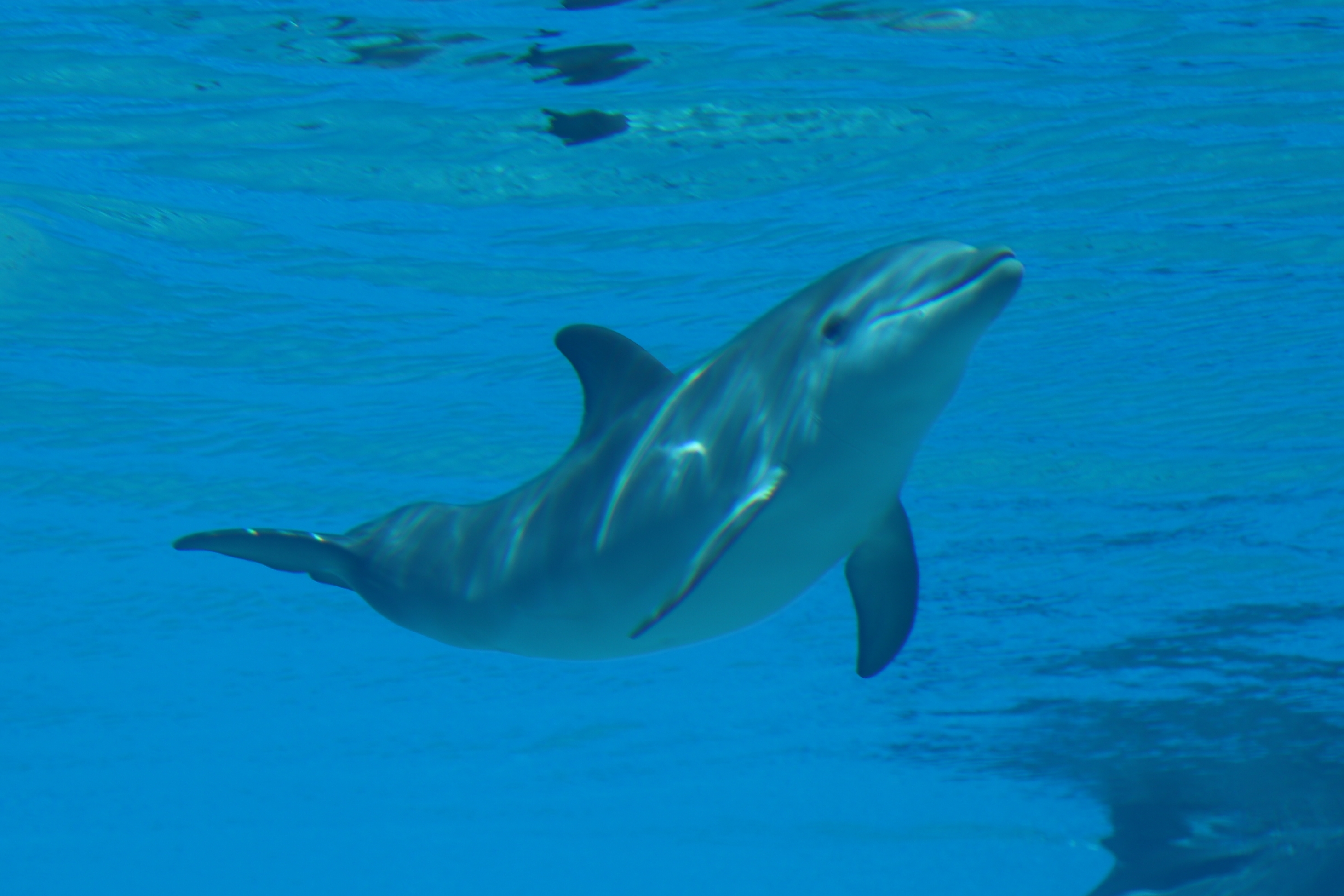 Las Vegas Strip dolphin attraction shut down as 3rd animal has died - Las  Vegas Sun News