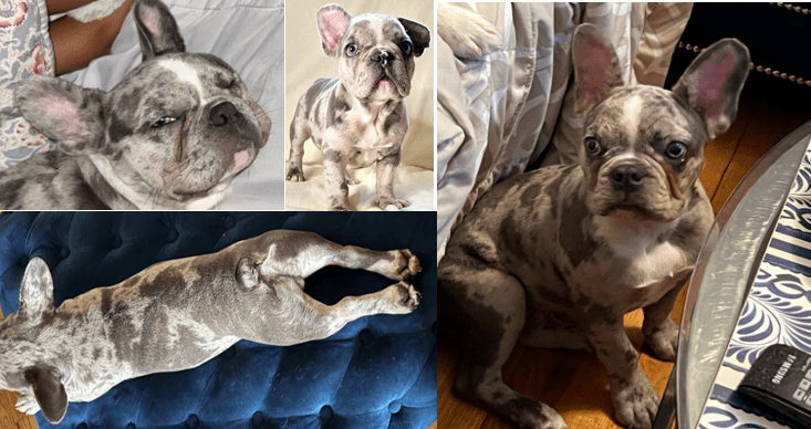 Suspect Wanted in French Bulldog Theft From DC Hotel