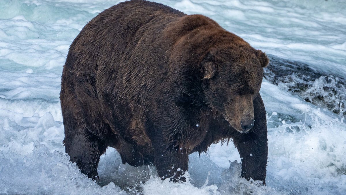 Fat Bear Week could be postponed if government shuts down NBC4 Washington