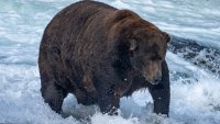 Fat Bear Week could be postponed if the government shuts down