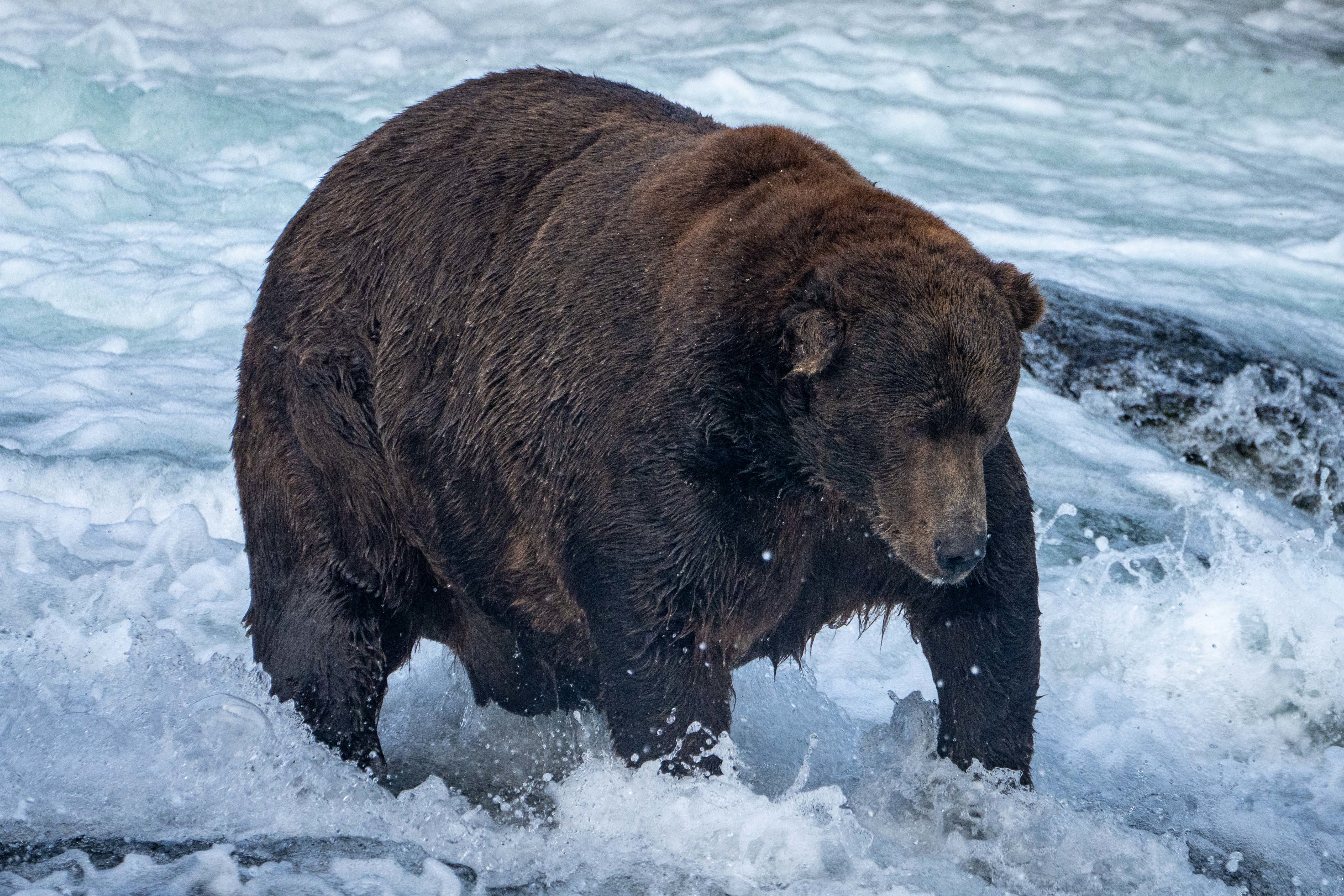 Fat Bear Week: Alaska's brown bears, in photos - The Washington Post