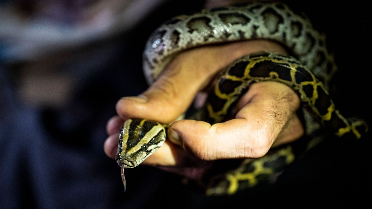 NY Man Charged With Smuggling Pythons in His Pants at US-Canada Border – NBC4 Washington - Vimarsana News