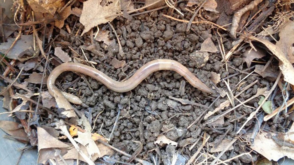 The Next Invasive Garden Threat? A Slithering, Jumping Worm - Vimarsana News