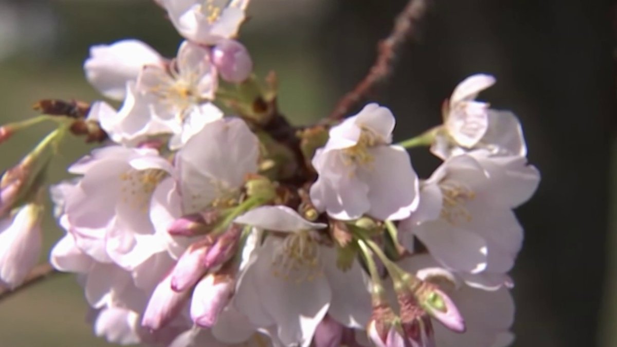 National Cherry Blossom Festival: Looking ahead to 2024