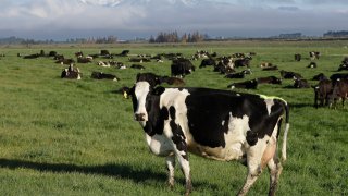 Dairy cows graze on a farm near Oxford, New Zealand, on Oct. 8, 2018.